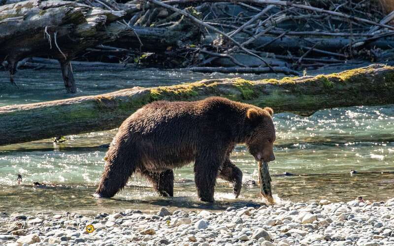 Campbell River: Full-Day Grizzly Bear Tour With Lunch - The boat ride through Toba Inlet