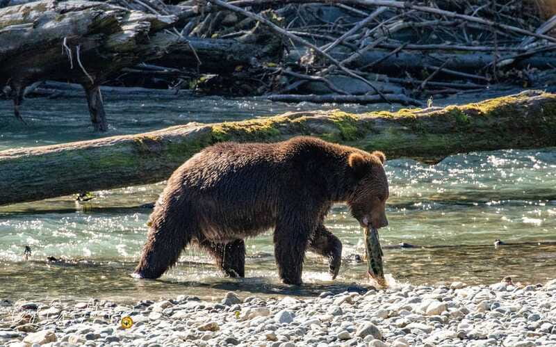 Campbell River: Full-Day Grizzly Bear Tour With Lunch - Meeting the Klahoose First Nation guides