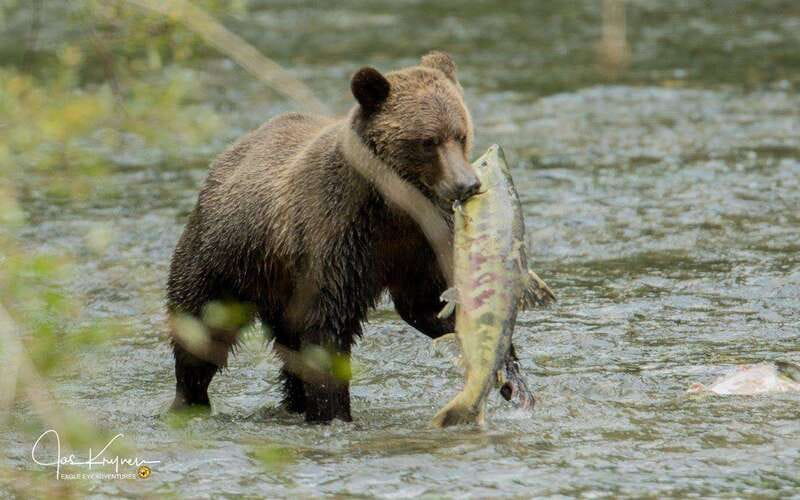 Campbell River: Full-Day Grizzly Bear Tour With Lunch - What bear viewing is really like