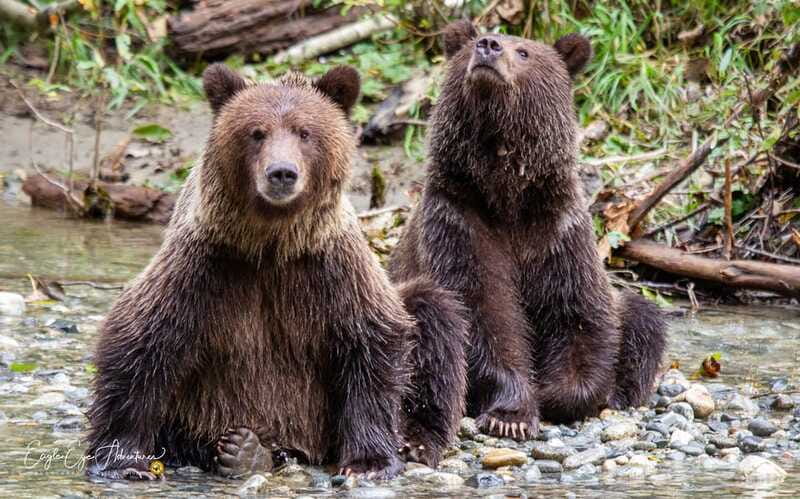 Campbell River: Full-Day Grizzly Bear Tour With Lunch - Who will enjoy this tour most?
