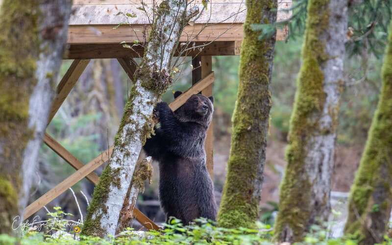 Campbell River: Full-Day Grizzly Bear Tour With Lunch - From Coast Marina to the open inlet