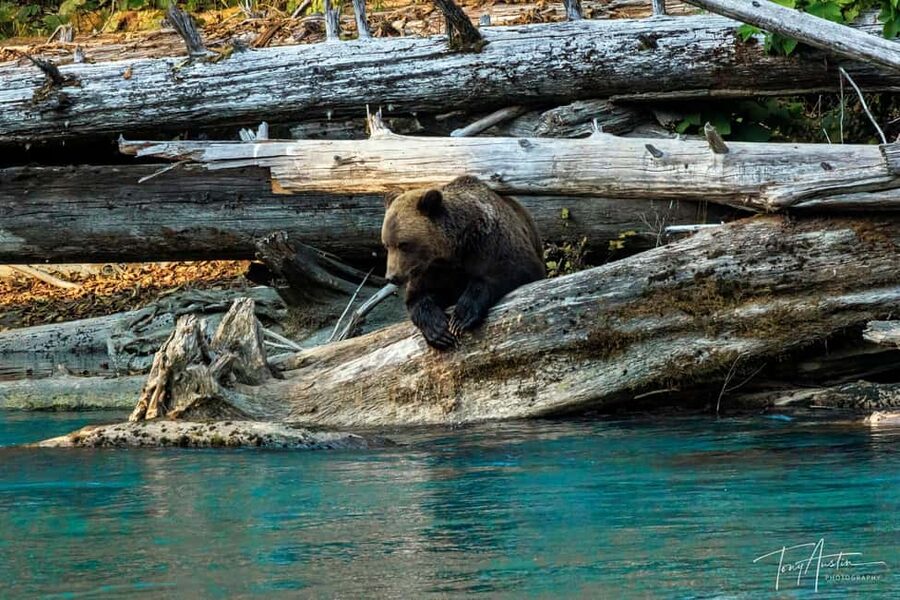 Campbell River: Grizzly Bear Expedition with Lunch - Leaving Campbell River by covered boat