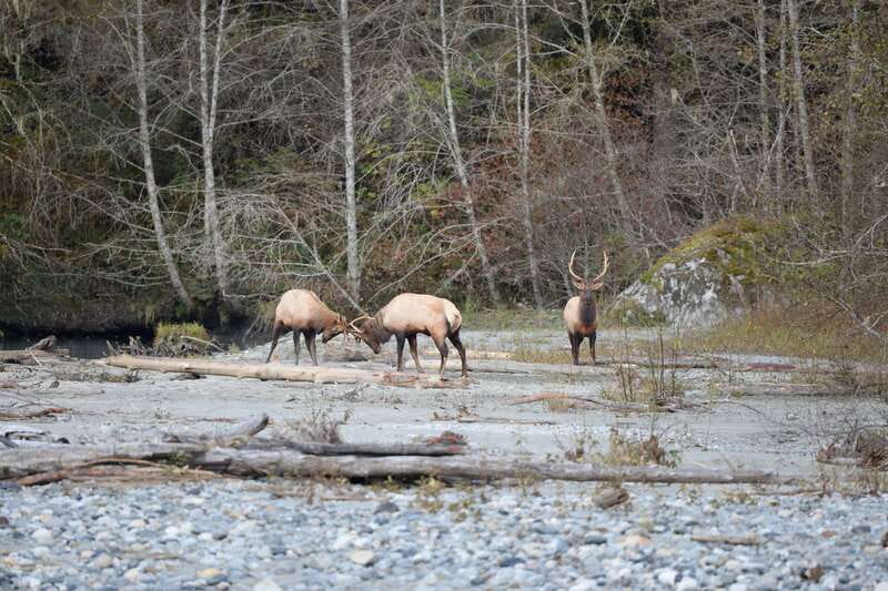Campbell River: Grizzly Bear-Watching Tour with Lunch - Lunch beside the estuary