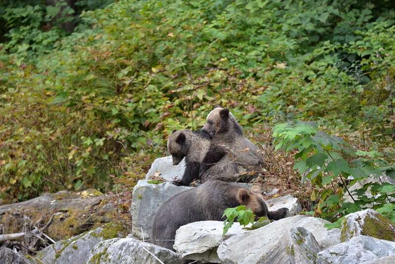 Campbell River: Grizzly Bear-Watching Tour with Lunch - What the $460 price really covers
