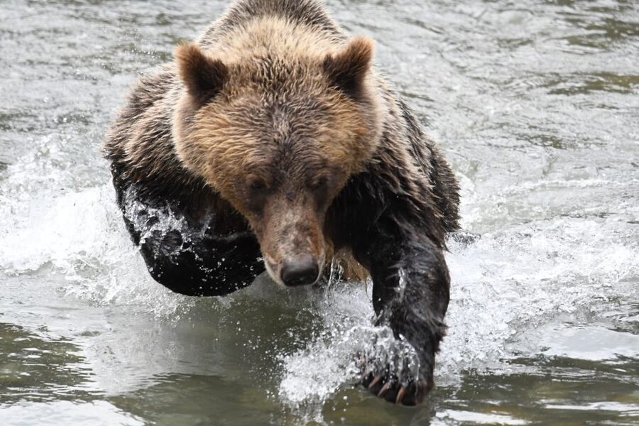 Campbell River: Grizzly Bear-Watching Tour with Lunch - Comfort, clothing, and physical demands