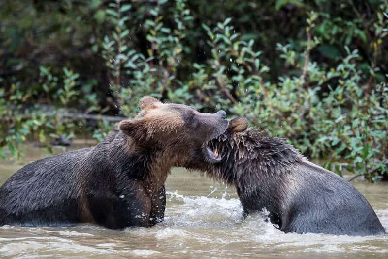 Campbell River: Grizzly Bear-Watching Tour with Lunch - The conservation and cultural value