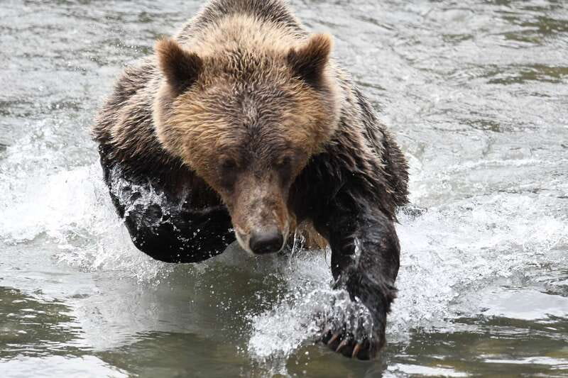 Campbell River: Grizzly Bear-Watching Tour with Lunch - Who should book this Campbell River tour?