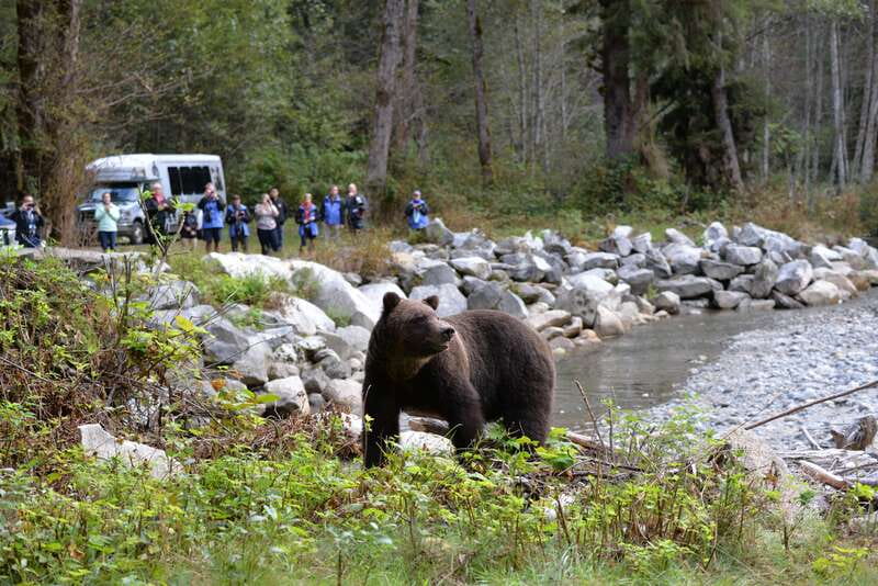 Campbell River: Grizzly Bear-Watching Tour with Lunch - Three hours among the bears at Orford Bay