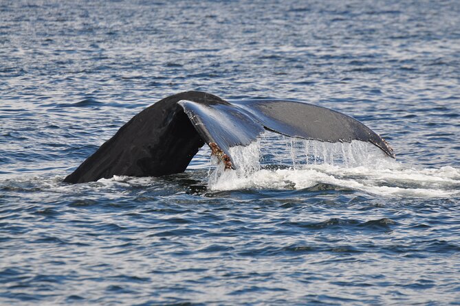 Campbell River: Kayaking and Whale Watching Tour - Key points to know before booking