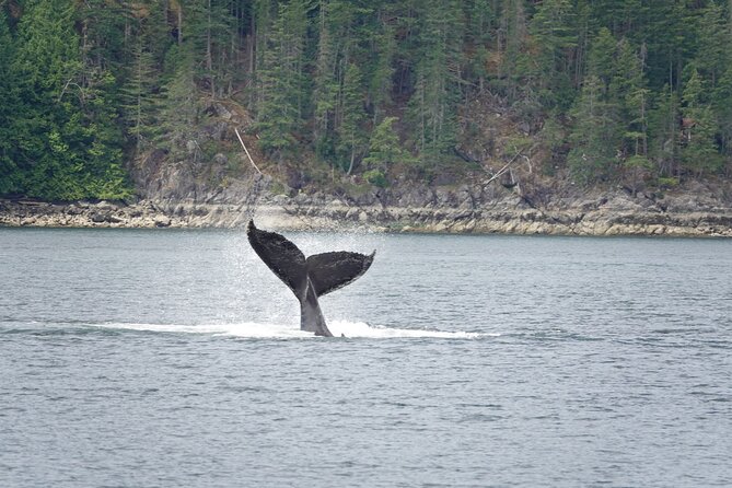 Campbell River: Kayaking and Whale Watching Tour - Why this Campbell River day works so well