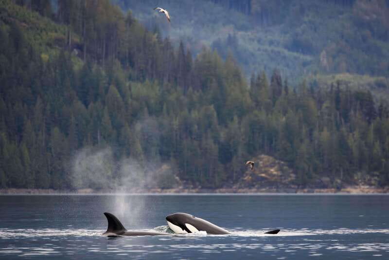 Campbell River: Kayaking and Whale Watching Tour - Lunch and hot drinks on Wild 1