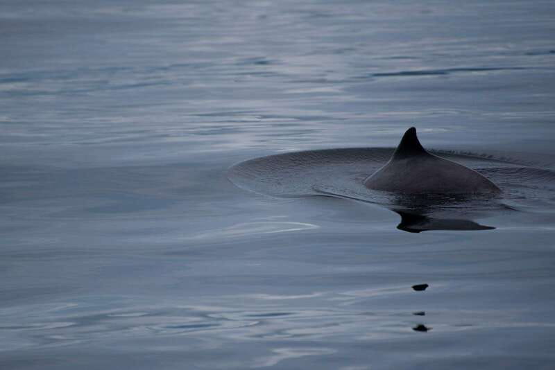 Campbell River: Kayaking and Whale Watching Tour - Guides, instruction, and the pace of the day