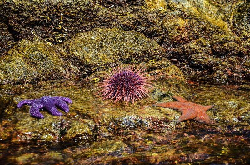 Campbell River: Kayaking and Whale Watching Tour - Practical packing advice for nine hours outside