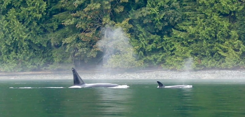 Campbell River: Salish Sea Whale Watching Adventure - Key points before you book