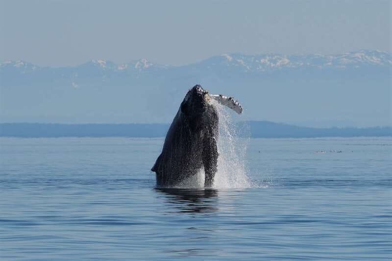 Campbell River: Salish Sea Whale Watching Adventure - Leaving Coast Marina in Campbell River