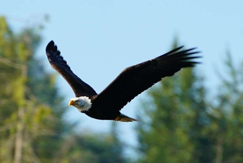 Campbell River: Salish Sea Whale Watching Adventure - Homalco stories on the water