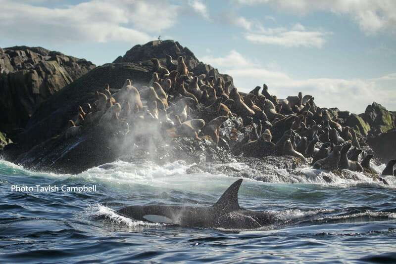 Campbell River: Salish Sea Whale Watching Adventure - Is $200 a good value?