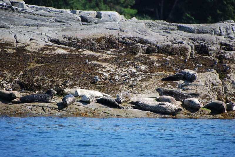 Campbell River: Salish Sea Whale Watching Adventure - Tips for making the most of the outing