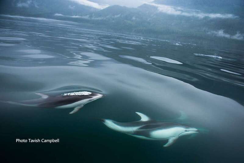 Campbell River: Salish Sea Whale Watching Adventure - Into the Discovery Island waterways