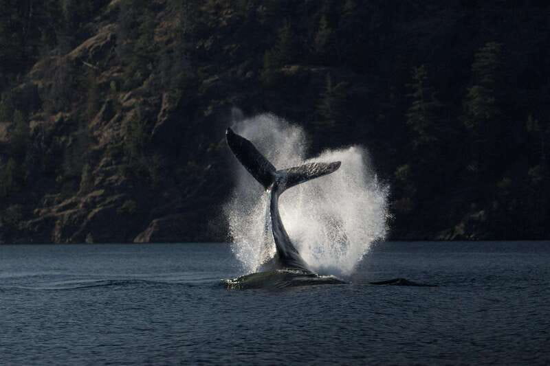 Campbell River: Whale Watching and Wildlife Viewing Day Tour - Why eight hours matters in Campbell River