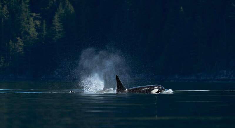 Campbell River: Whale Watching and Wildlife Viewing Day Tour - The search for Orcas in Johnstone Strait
