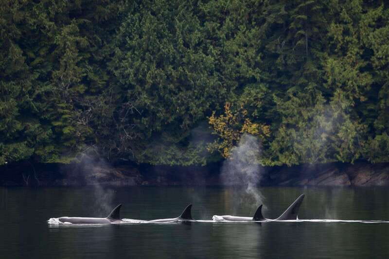 Campbell River: Whale Watching and Wildlife Viewing Day Tour - What the day feels like in practice