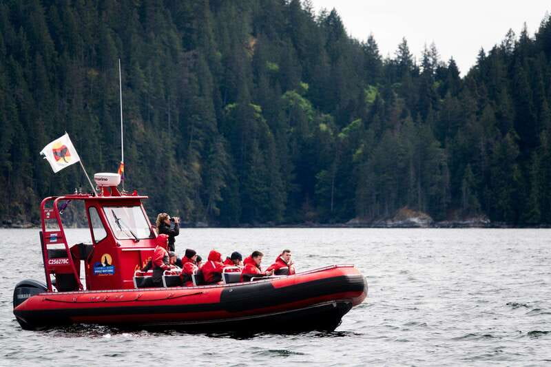 Campbell River: Whale Watching and Wildlife Viewing Day Tour - The price and what you receive for $291