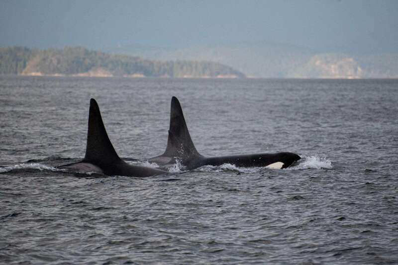 Campbell River: Whale Watching and Wildlife Viewing Day Tour - Choosing between the covered boat and the Zodiac