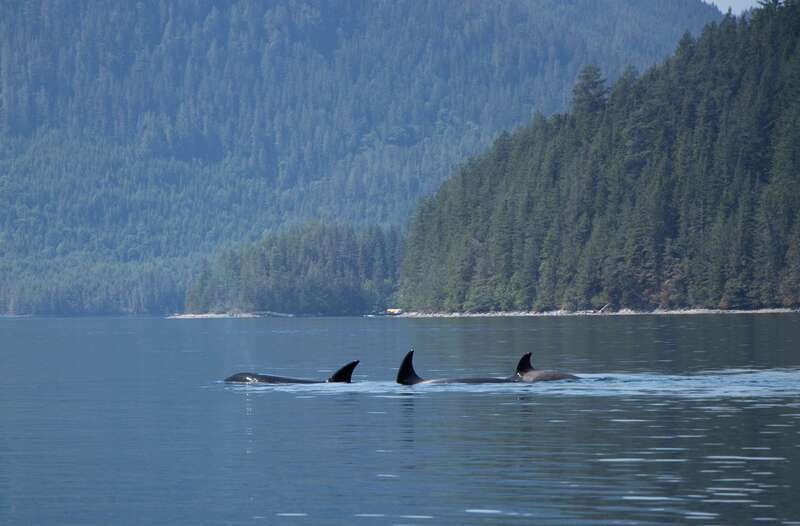 Campbell River: Whale Watching Cruise with Lunch - Key points to know before you book