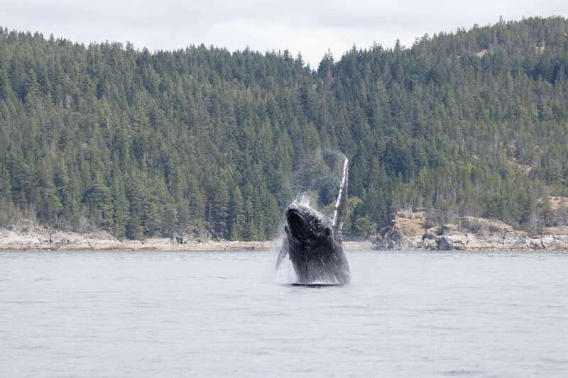 Campbell River: Whale Watching Cruise with Lunch - Setting out from Discovery Harbour Marina