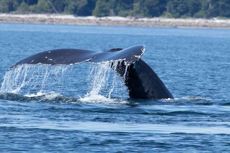 Campbell River: Whale Watching Cruise with Lunch - Searching for humpbacks, orcas, and dolphins