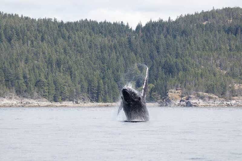 Campbell River: Whale Watching Cruise with Lunch - A captain who helps make the day work