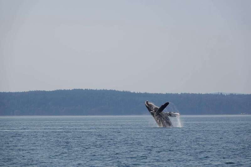 Campbell River: Whale & Wildlife Discovery Cruise - Discovery Passage and the Route Ahead