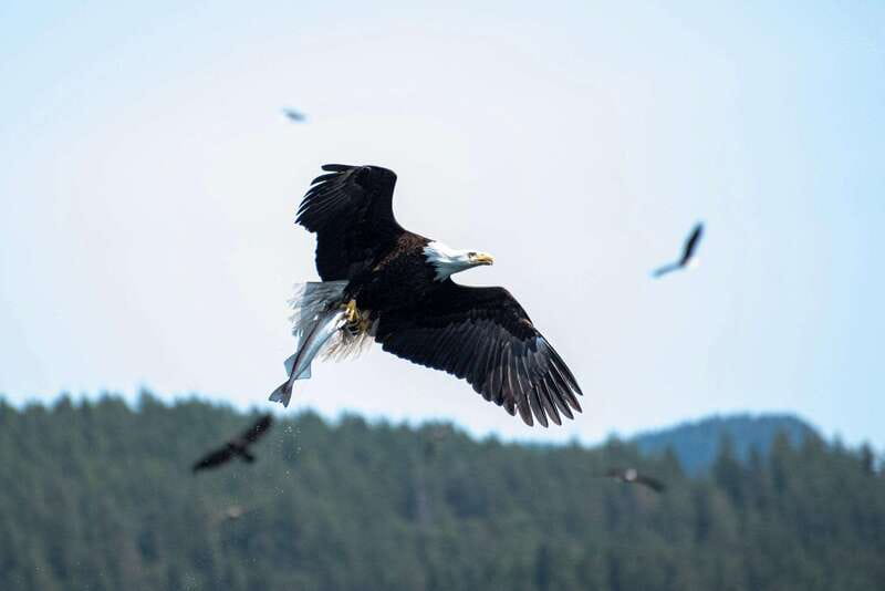 Campbell River: Whale & Wildlife Discovery Cruise - Should You Book It?