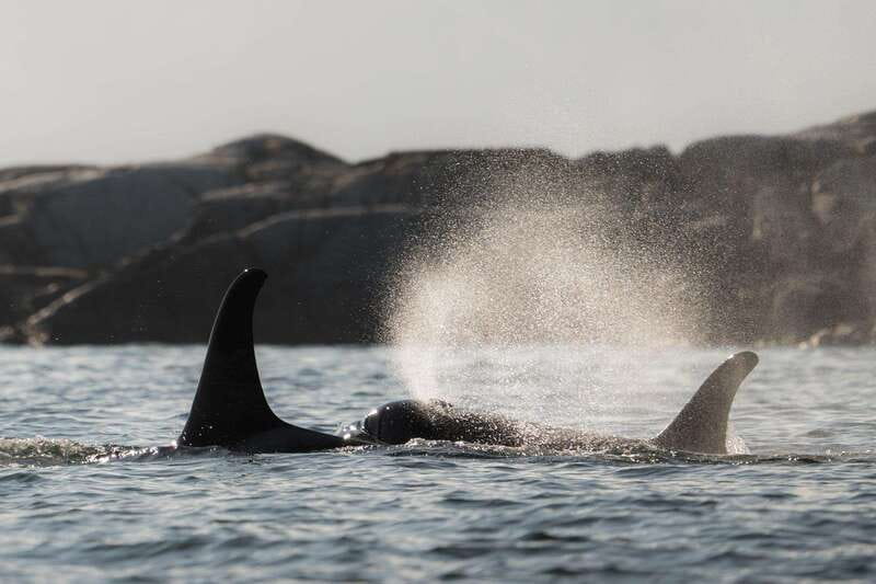 Campbell River: Whale & Wildlife Discovery Cruise - Leaving Discovery Harbour Marina