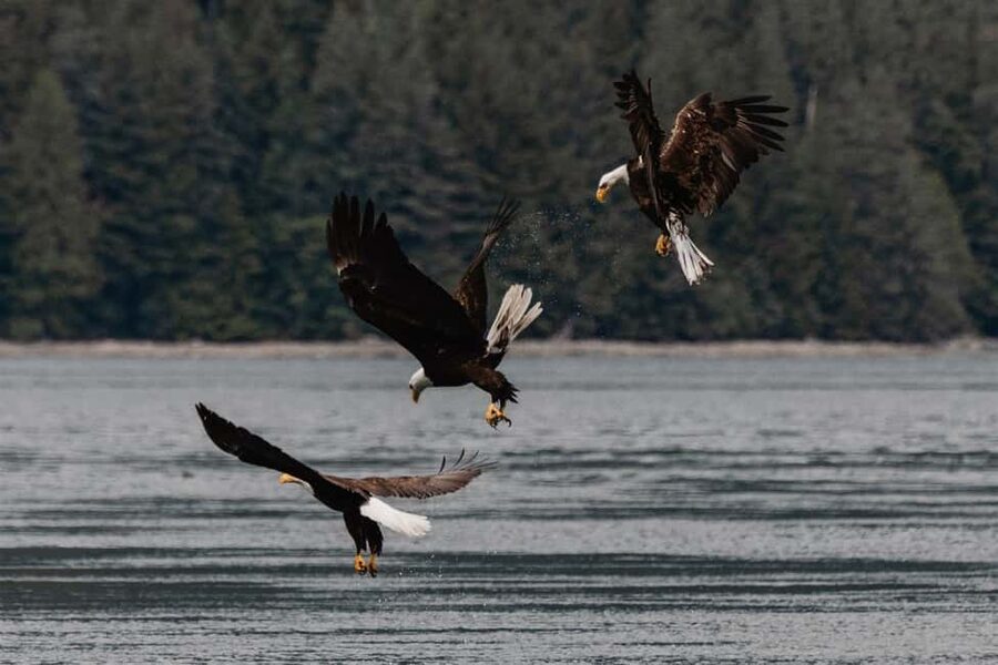 Campbell River: Whales and Wildlife Boat Tour with Snacks - Key points to know before booking