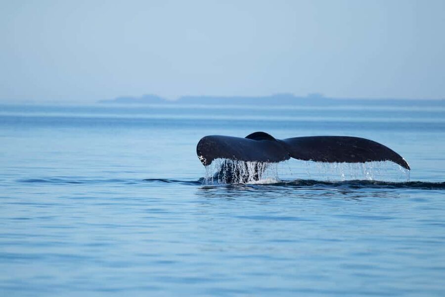 Campbell River: Whales and Wildlife Boat Tour with Snacks - Setting out from Discovery Harbour Marina