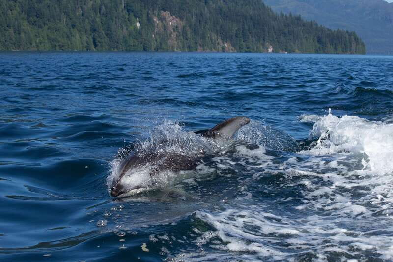 Campbell River: Whales and Wildlife Boat Tour with Snacks - What you might see from the boat