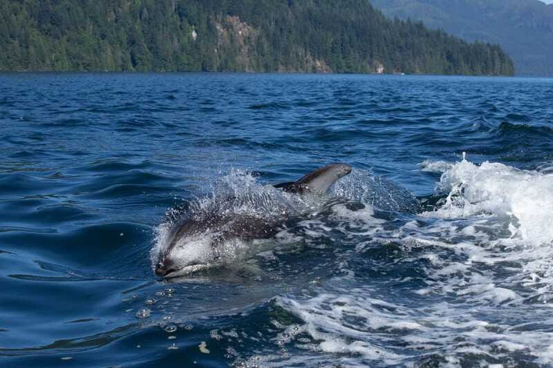 Campbell River: Whales and Wildlife Boat Tour with Snacks - Bears along the shore in spring and fall