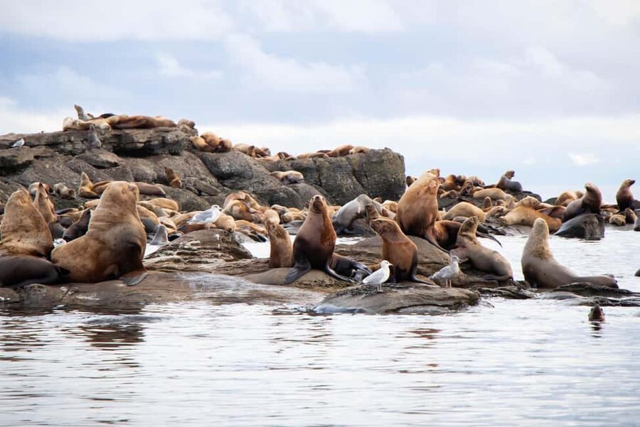 Campbell River: Whales and Wildlife Boat Tour with Snacks - The captain shapes the experience