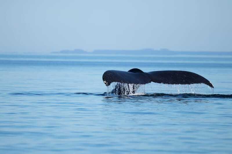 Campbell River: Whales and Wildlife Boat Tour with Snacks - Comfort, snacks, and what to wear