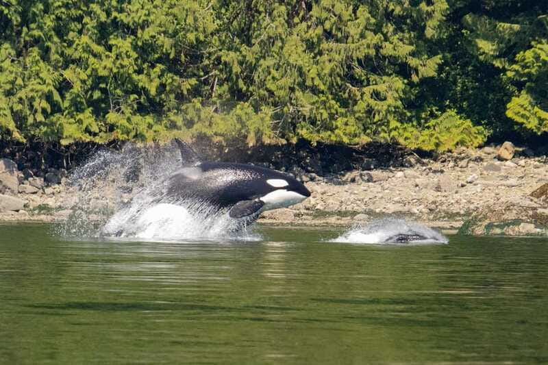 Campbell River: Whales and Wildlife Boat Tour with Snacks - Who will enjoy this boat tour most?