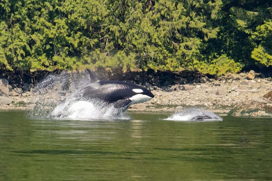 Campbell River: Whales and Wildlife Boat Tour with Snacks - Four hours on Discovery Passage