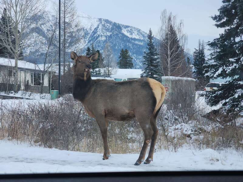 Canmore/Banff: Explore Banff & Wildlife - Fairmont Banff Springs adds a dose of Banff history