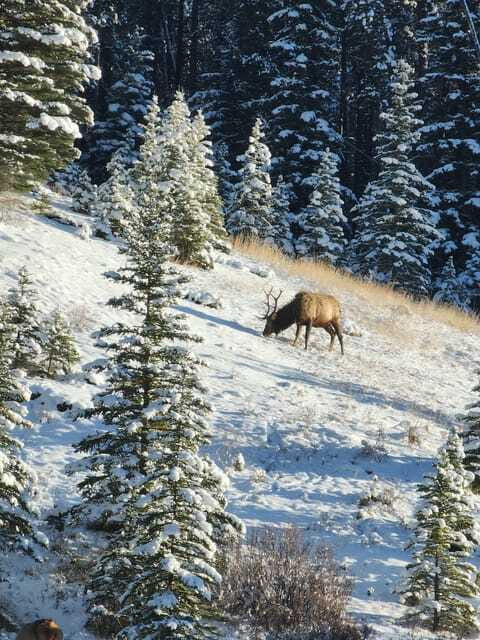 Canmore/Banff: Explore Banff & Wildlife - Bow Falls offers a quick rush of mountain water