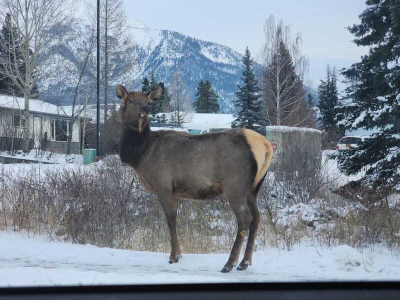 Canmore/Banff: Explore Banff & Wildlife - Wildlife watching is exciting, but never certain