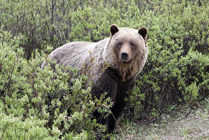 Canmore: LOST TOWNS and Untold Stories - Hiking Tour 3hrs - Wildlife, Bear Spray, and Backcountry Awareness