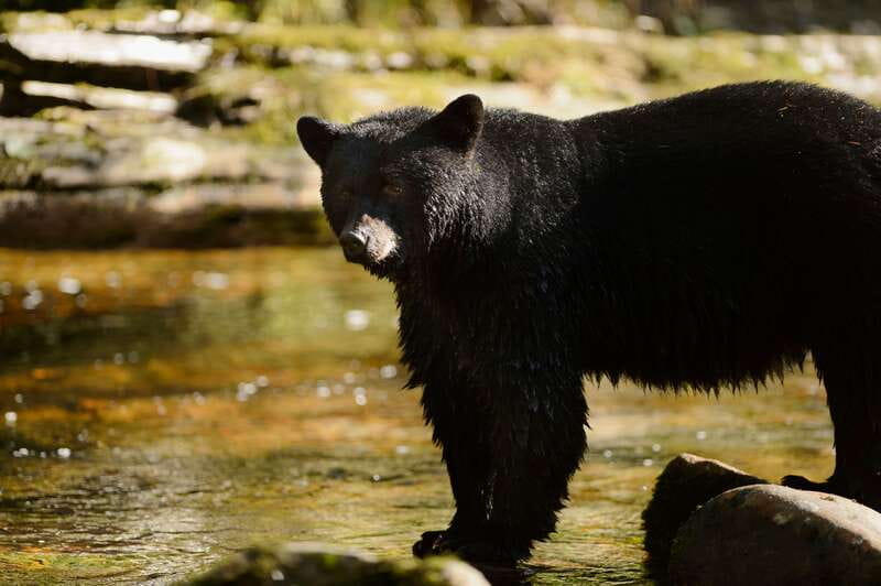 Canmore: PRIVATE SAFARI Drive to BANFF Park & Nature Walk - Why this Canmore safari works well as a first outing