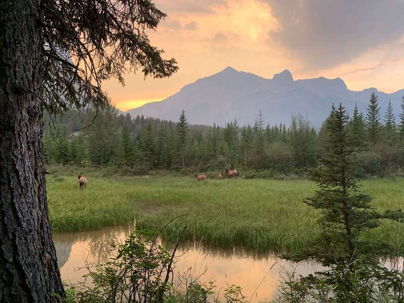 Canmore: PRIVATE SAFARI Drive to BANFF Park & Nature Walk - Price and value for a private group of four