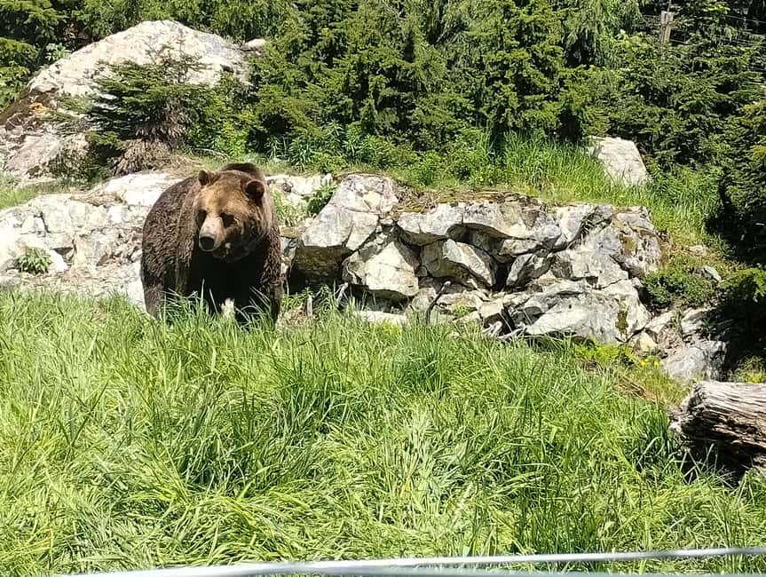 Capilano Br+Grouse Mtn+Dam+Lake&Hatcher/5in1/Small Group/Car - Grouse Mountain: bears, views, and seasonal activities